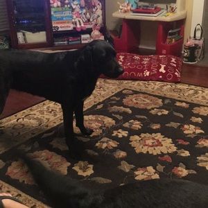 Meet your Posher, Brandy